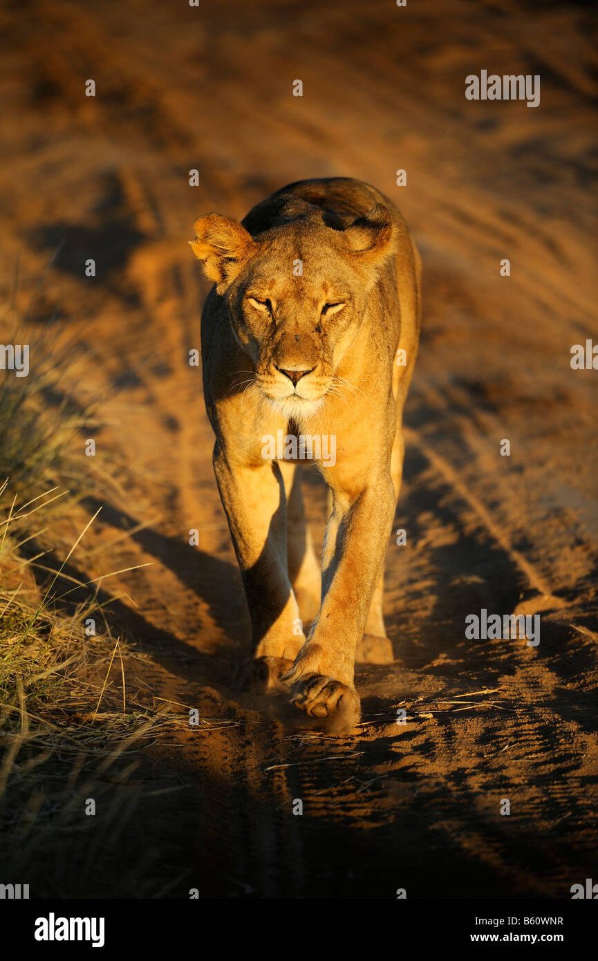 Leonessa (Panthera leo) camminando lungo un percorso nel giorno della prima luce, Samburu riserva nazionale, Kenya, Africa orientale, Africa Foto Stock