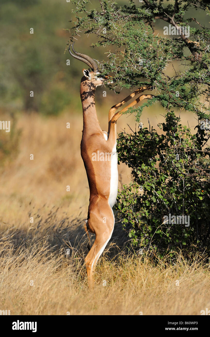 Gerenuk o Waller la gazzella (Litocranius walleri) in piedi sulle zampe posteriori e mangiare da un ramo di acacia Foto Stock