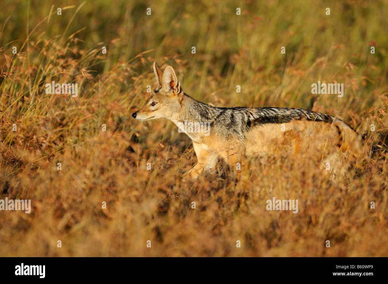 Nero-backed Jackal (Canis mesomelas) nel giorno della prima luce, Sweetwater Game Reserve, Kenya, Africa orientale, Africa Foto Stock