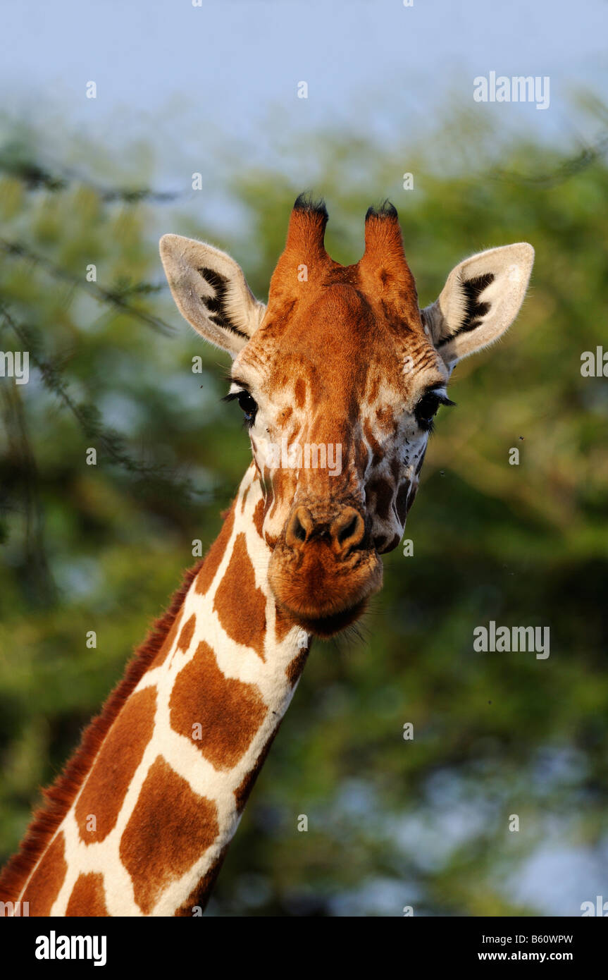 Giraffa somala o reticolato (Giraffa Giraffa camelopardalis reticulata), ritratto, nel Samburu riserva nazionale, Kenya Foto Stock