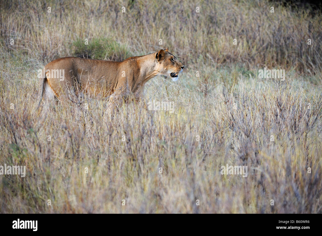 Lion (Panthera leo), Samburu riserva nazionale, Kenya, Africa Foto Stock