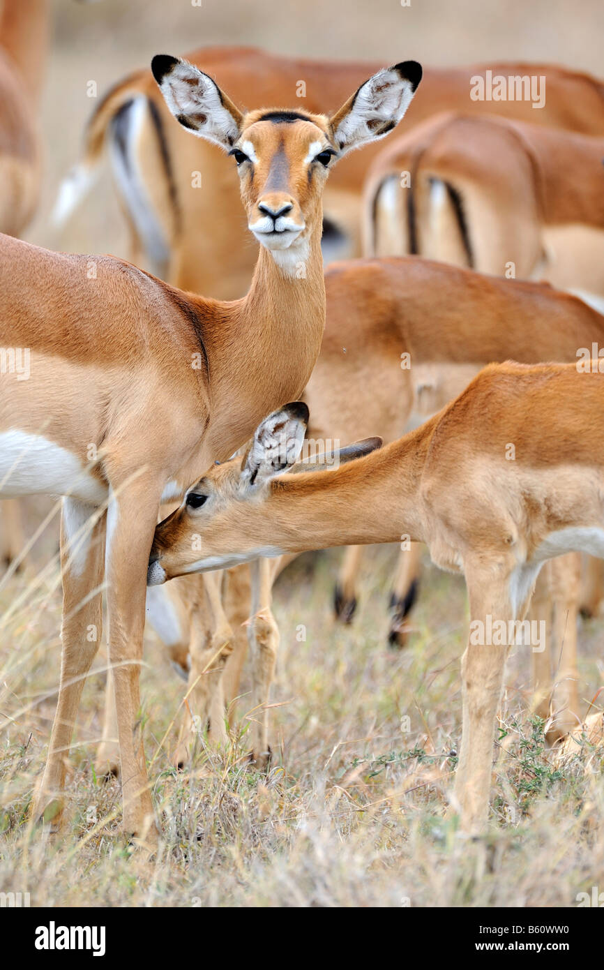 Impala (Aepyceros melampus), doe e fulvo, il comportamento sociale, Sweetwater Game Reserve, Kenya, Africa Foto Stock