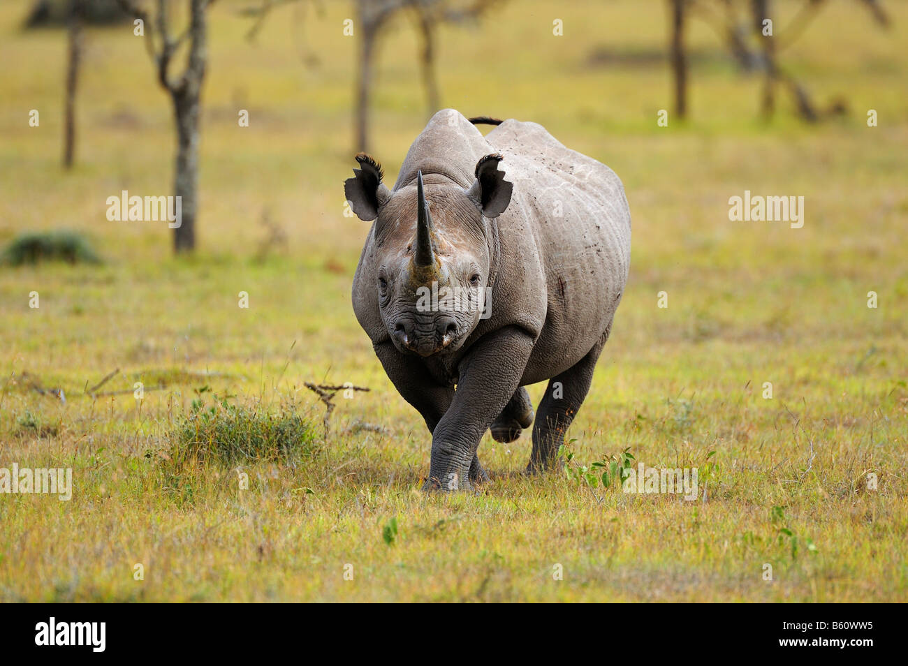 Rinoceronte nero (Diceros simum), carica, Sweetwater Game Reserve, Kenya, Africa Foto Stock