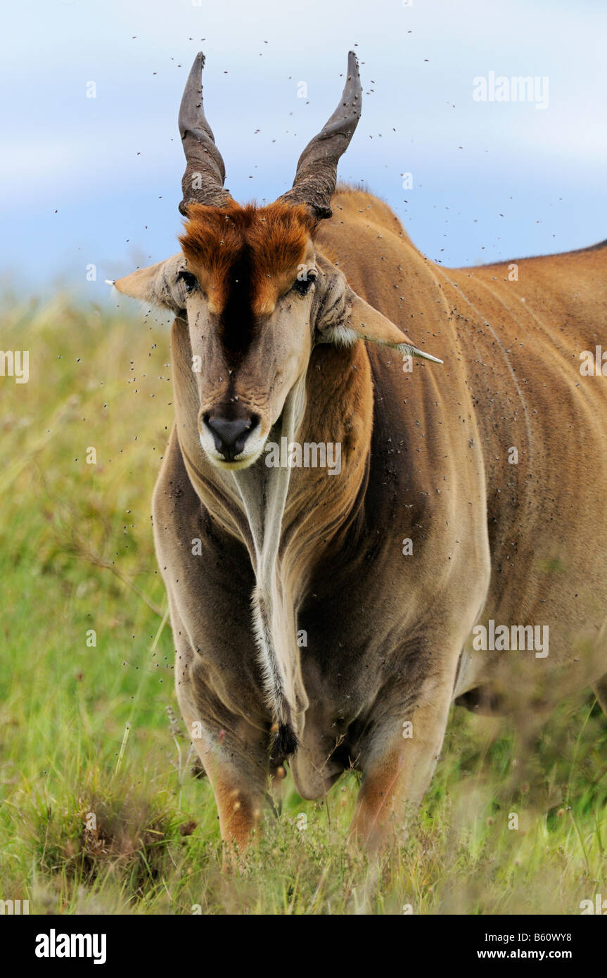 Comune o Southern Eland (Taurotragus oryx), il Parco Nazionale di Nairobi, Kenya, Africa Foto Stock