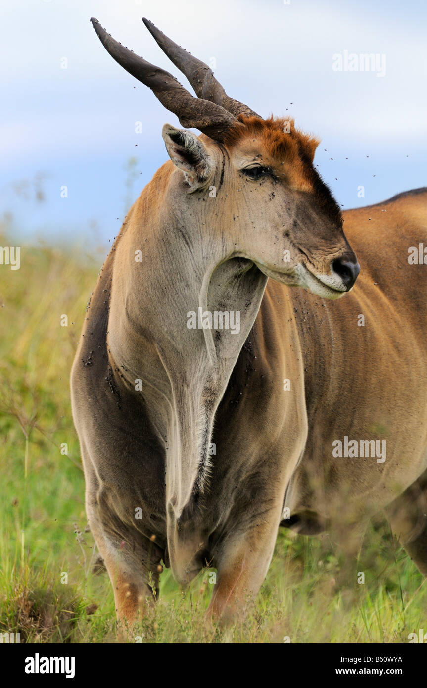 Comune o Southern Eland (Taurotragus oryx), il Parco Nazionale di Nairobi, Kenya, Africa Foto Stock