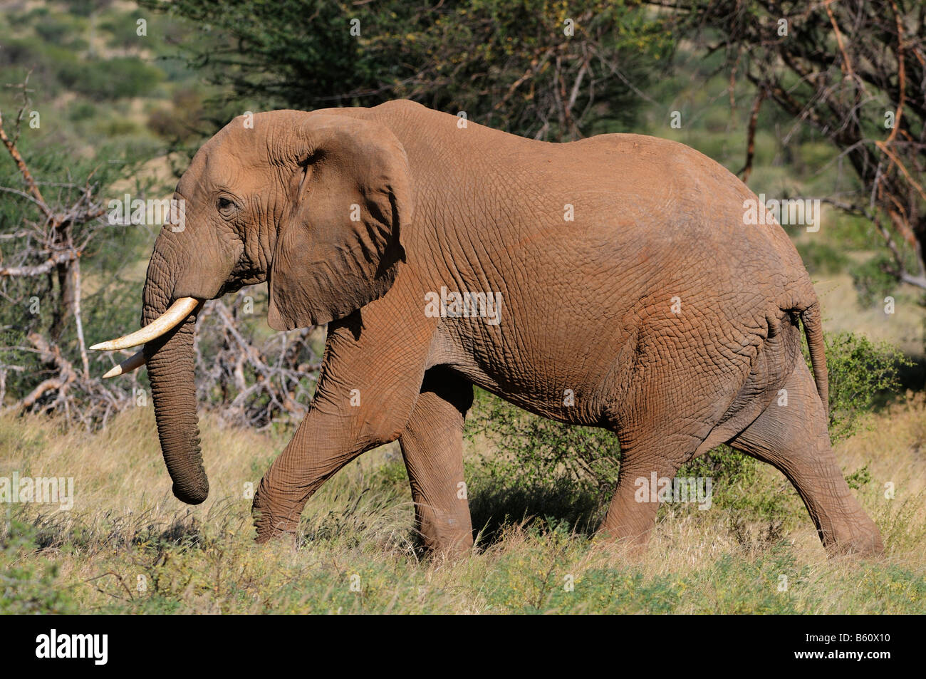 Bush africano Elefante africano (Loxodonta africana), Bull, Samburu riserva nazionale, Kenya, Africa Foto Stock