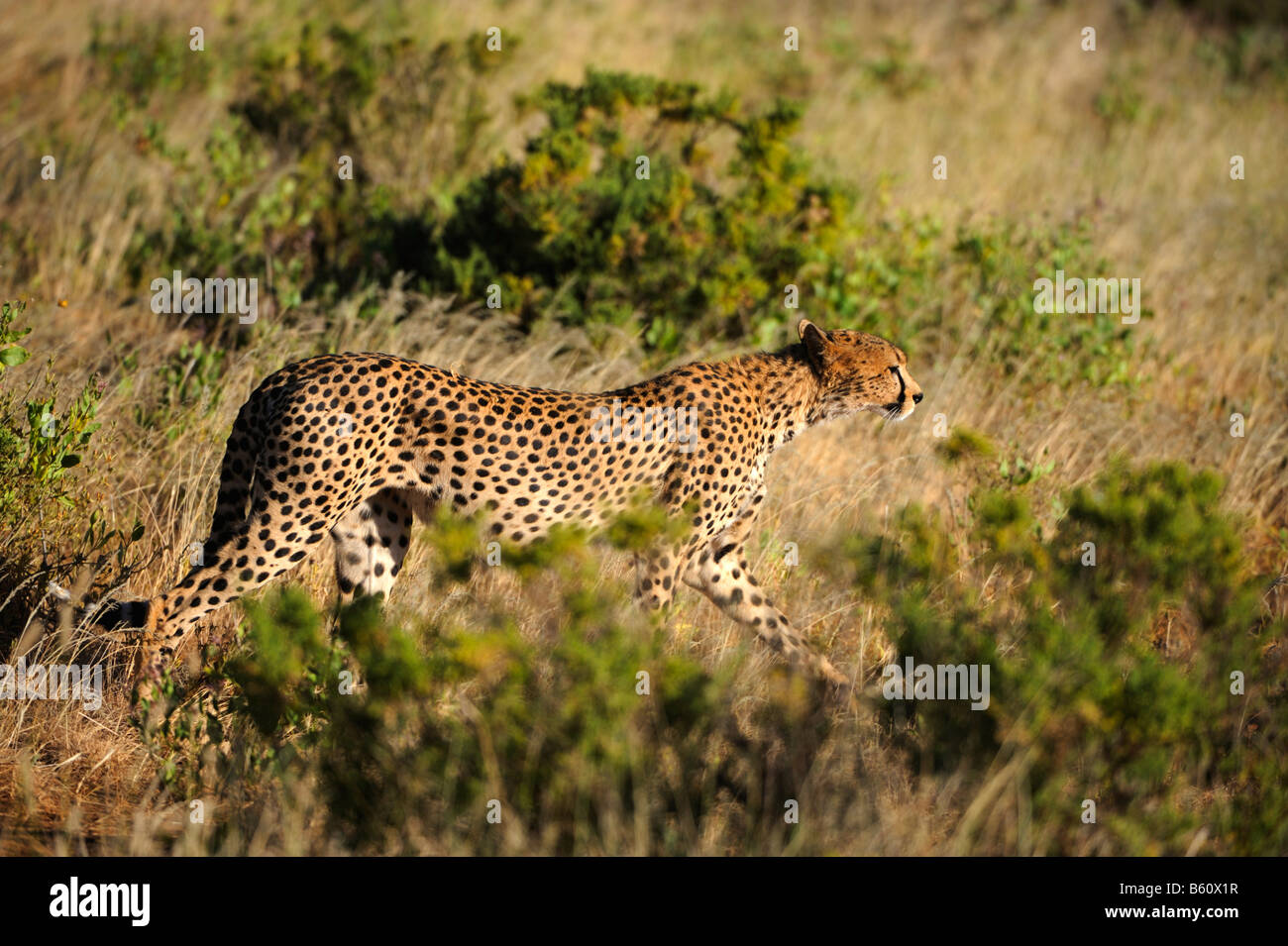 Ghepardo (Acinonyx jubatus), Samburu riserva nazionale, Kenya, Africa Foto Stock