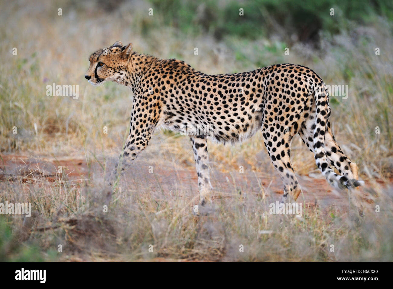 Ghepardo (Acinonyx jubatus), Samburu riserva nazionale, Kenya, Africa Foto Stock