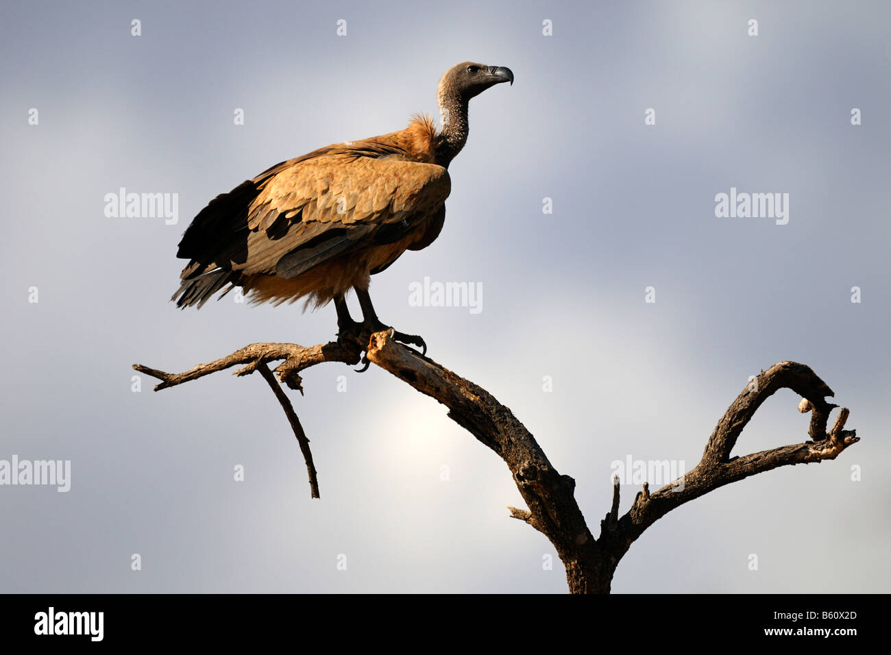 White-backed Vulture (Gyps africanus), Samburu riserva nazionale, Kenya, Africa orientale, Africa Foto Stock