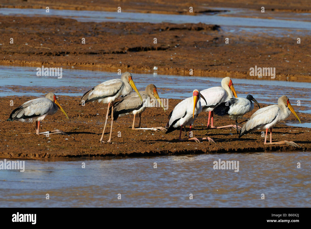Gregge di giallo-fatturati Cicogne (Mycteria ibis) poggiante su un sandbar, Samburu riserva nazionale, Kenya, Africa orientale, Africa Foto Stock