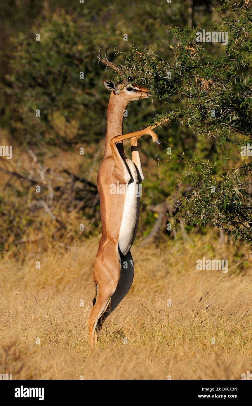 Gerenuk o Waller la gazzella (Litocranius walleri), Samburu riserva nazionale, Kenya, Africa Foto Stock