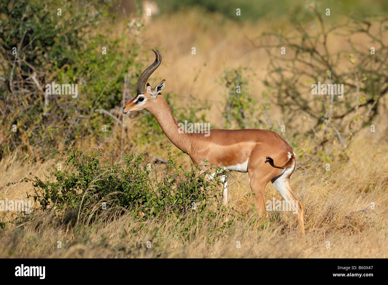 Gerenuk o Waller la gazzella (Litocranius walleri), Samburu riserva nazionale, Kenya, Africa Foto Stock
