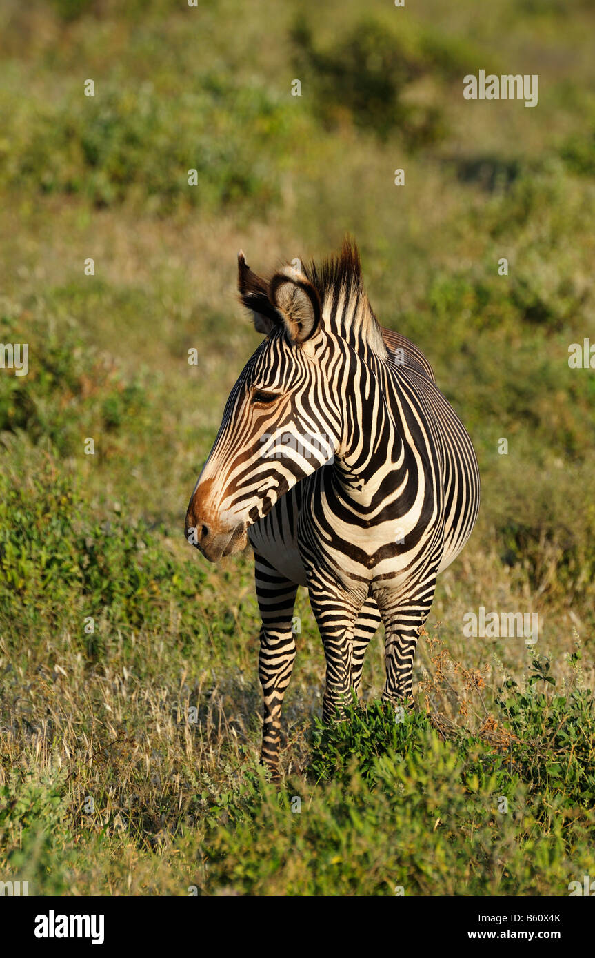 Di Grevy Zebra (Equus grevyi), Samburu riserva nazionale, Kenya, Africa orientale, Africa Foto Stock