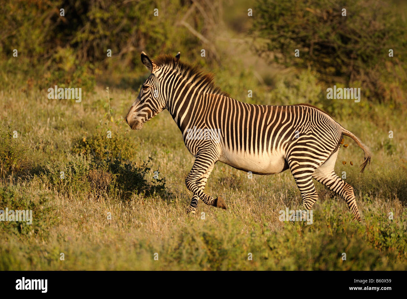 Di Grevy Zebra (Equus grevyi), Samburu riserva nazionale, Kenya, Africa orientale, Africa Foto Stock