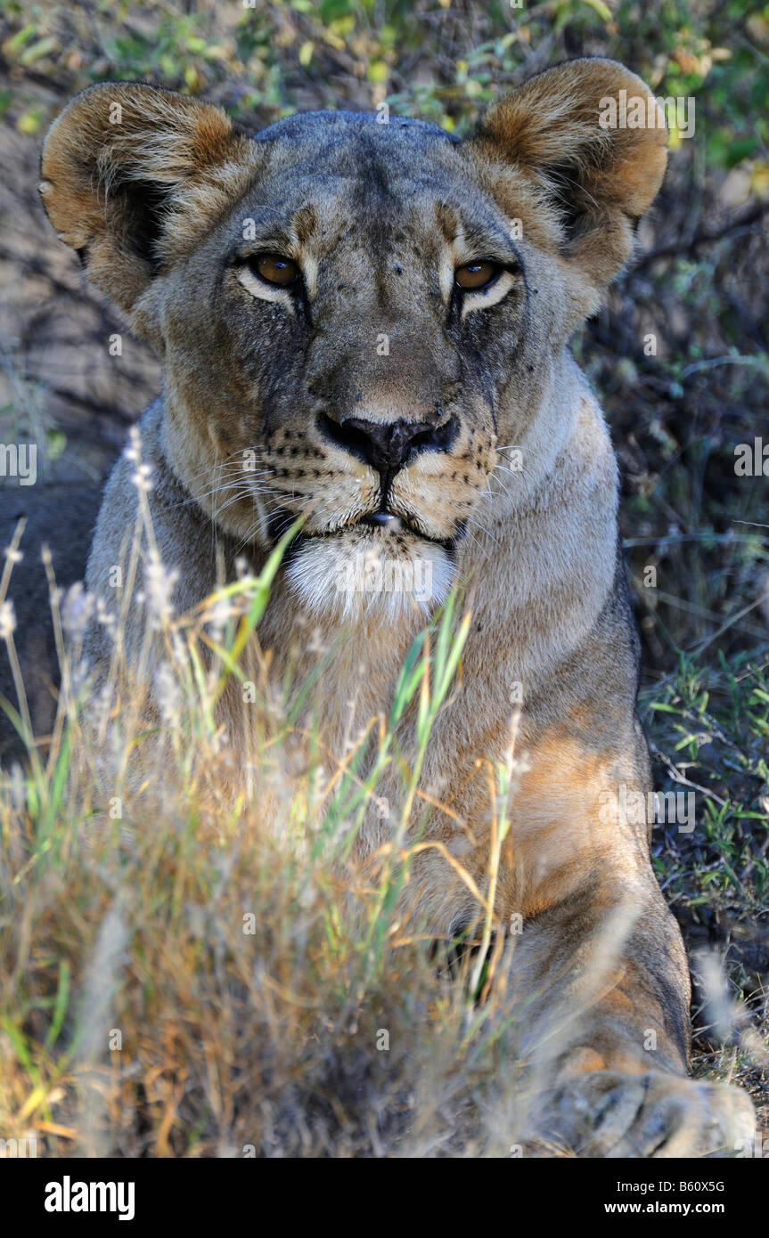 Leonessa (Panthera leo), ritratto, Samburu riserva nazionale, Kenya, Africa orientale, Africa Foto Stock