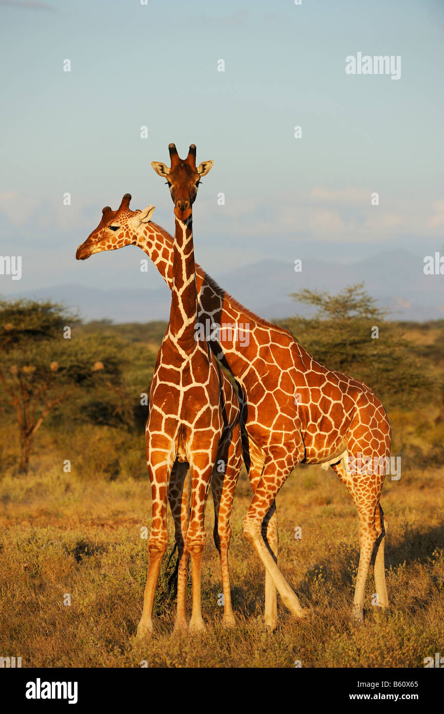 Le Giraffe somalo o traliccio Giraffe (Giraffa camelopardalis reticulata), Samburu riserva nazionale, Kenya, Africa orientale Foto Stock