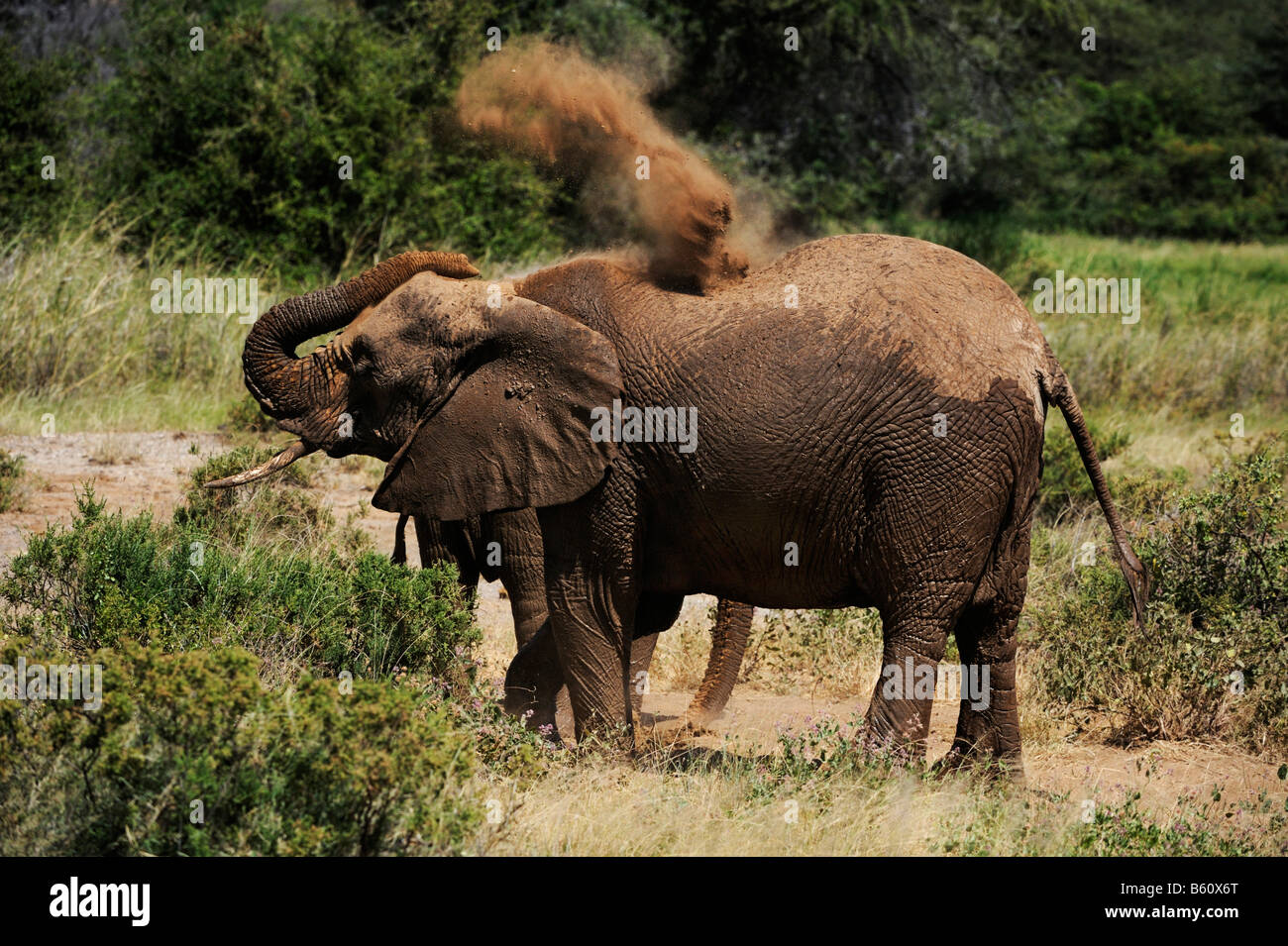 Bush africano Elefante africano (Loxodonta africana) avente un bagno sporco, Samburu riserva nazionale, Kenya, Africa orientale, Africa Foto Stock