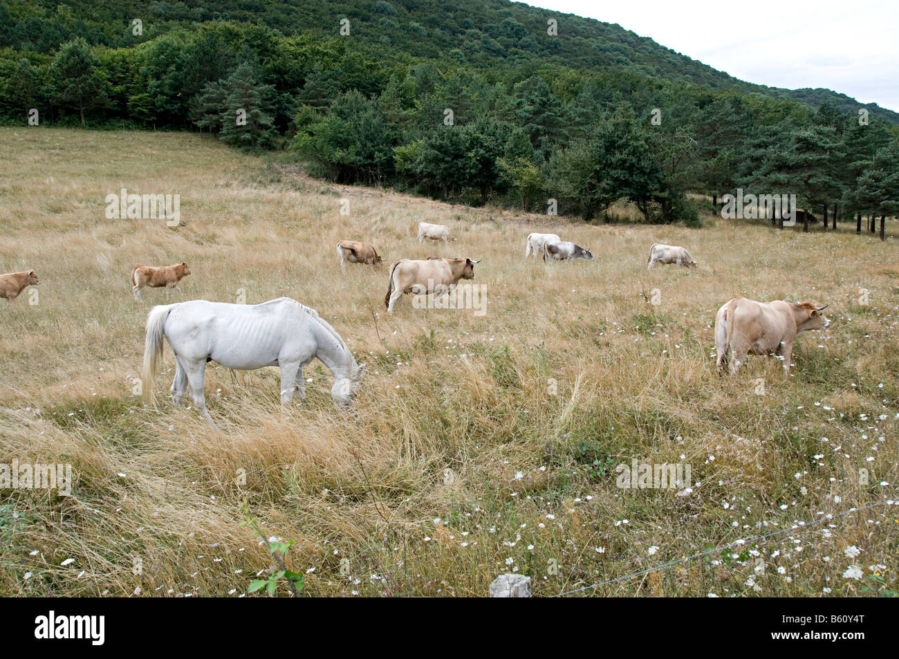 Mucche e cavalli al pascolo in un campo in southen francia Foto Stock