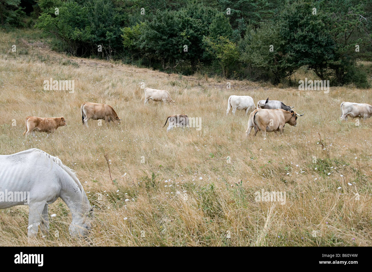 Mucche e cavalli al pascolo in un campo in southen francia Foto Stock