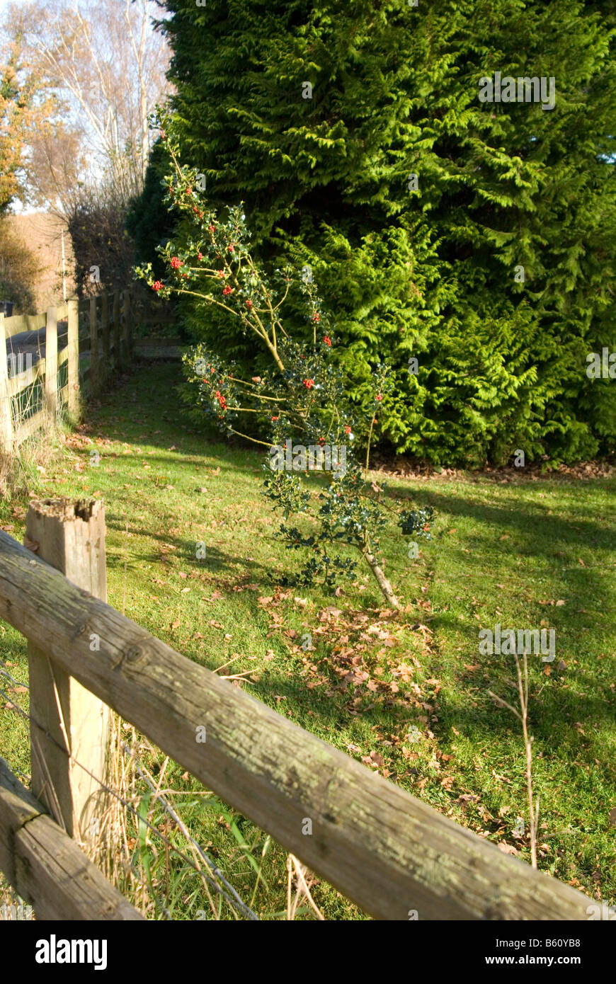 Un'immagine cerca su una recinzione di una piccola holly tree con bacche rosse sulla crescita e un grande Fern Tree dietro Foto Stock