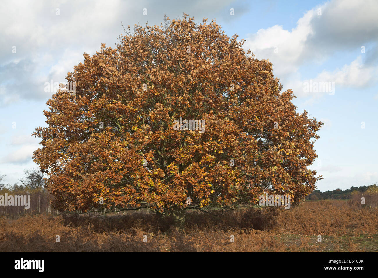 Golden brown autunno foglie di quercia in brughiera Shottisham Suffolk in Inghilterra Foto Stock