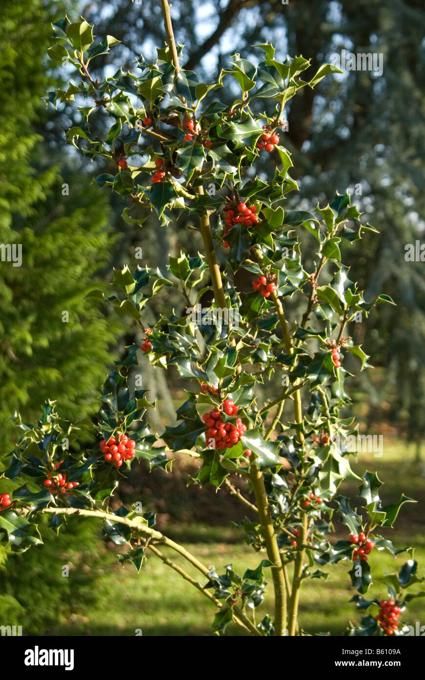 Una immagine di una holly tree crescendo un sacco di bacche rosse di agrifoglio rami in autunno in una giornata di sole Foto Stock