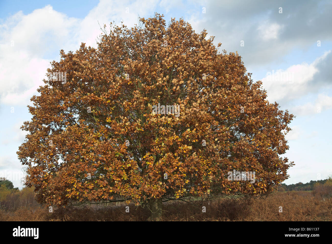 Golden brown autunno foglie di quercia in brughiera Shottisham Suffolk in Inghilterra Foto Stock