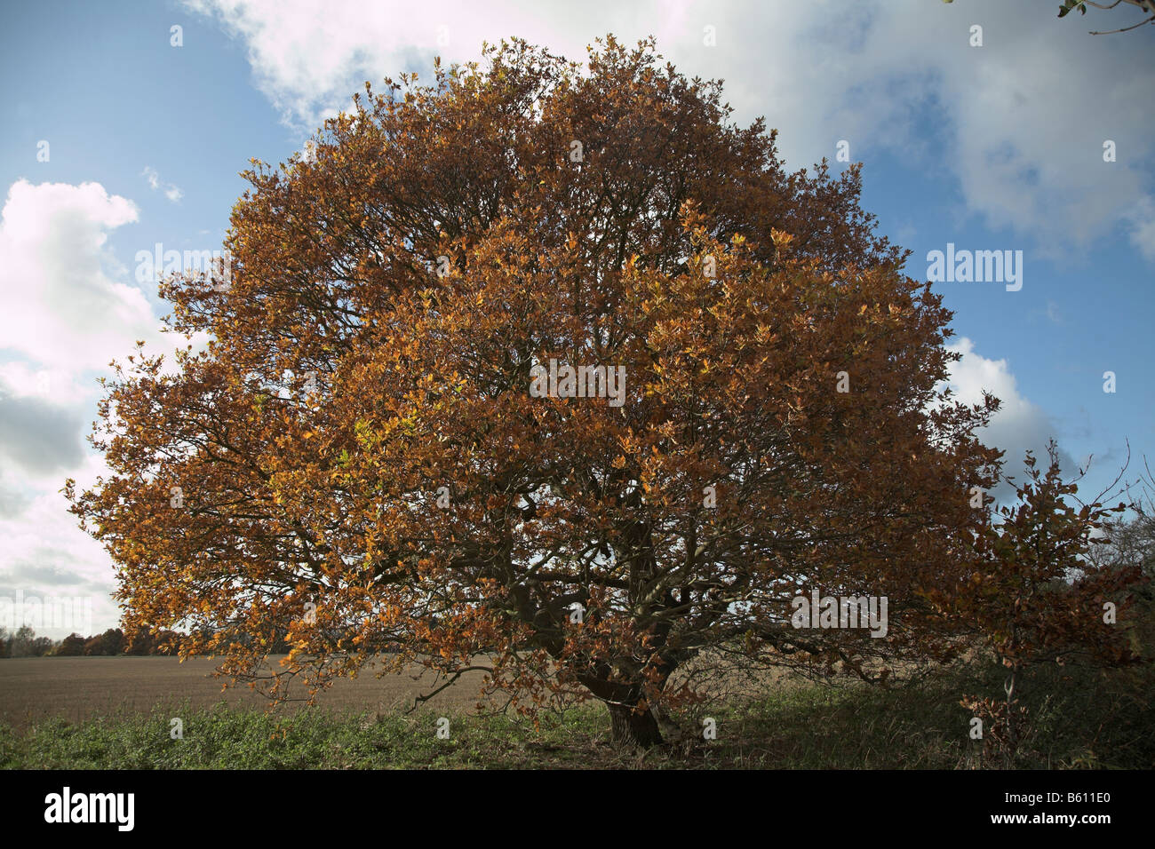 Golden brown autunno foglie di quercia in brughiera Shottisham Suffolk in Inghilterra Foto Stock