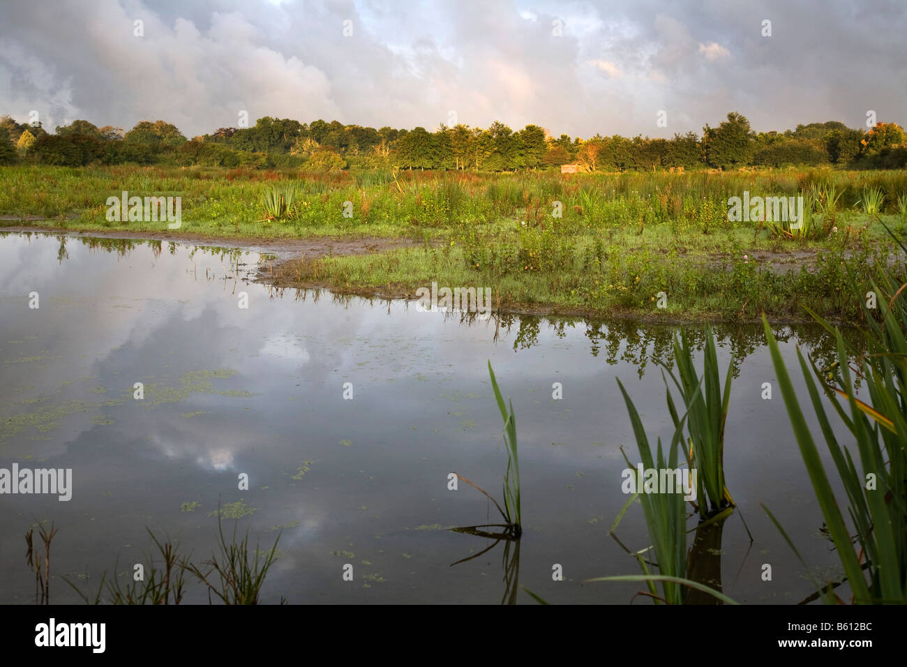 Walmsley Bird Sanctuary st albans Cornovaglia Foto Stock