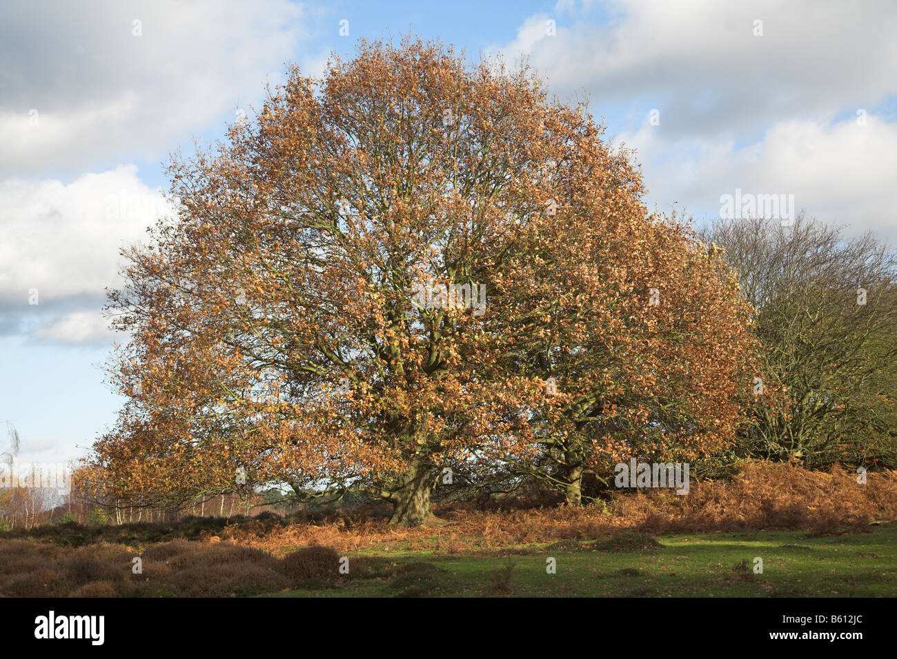 Golden brown autunno foglie di quercia in brughiera Shottisham Suffolk in Inghilterra Foto Stock