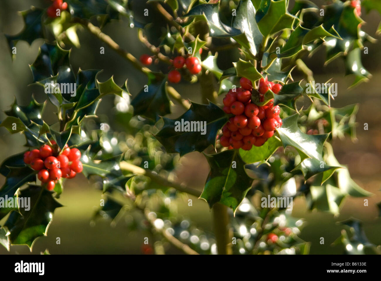 Una immagine di agrifoglio e bacche rosse affastellati assieme crescere da un holly tree Foto Stock