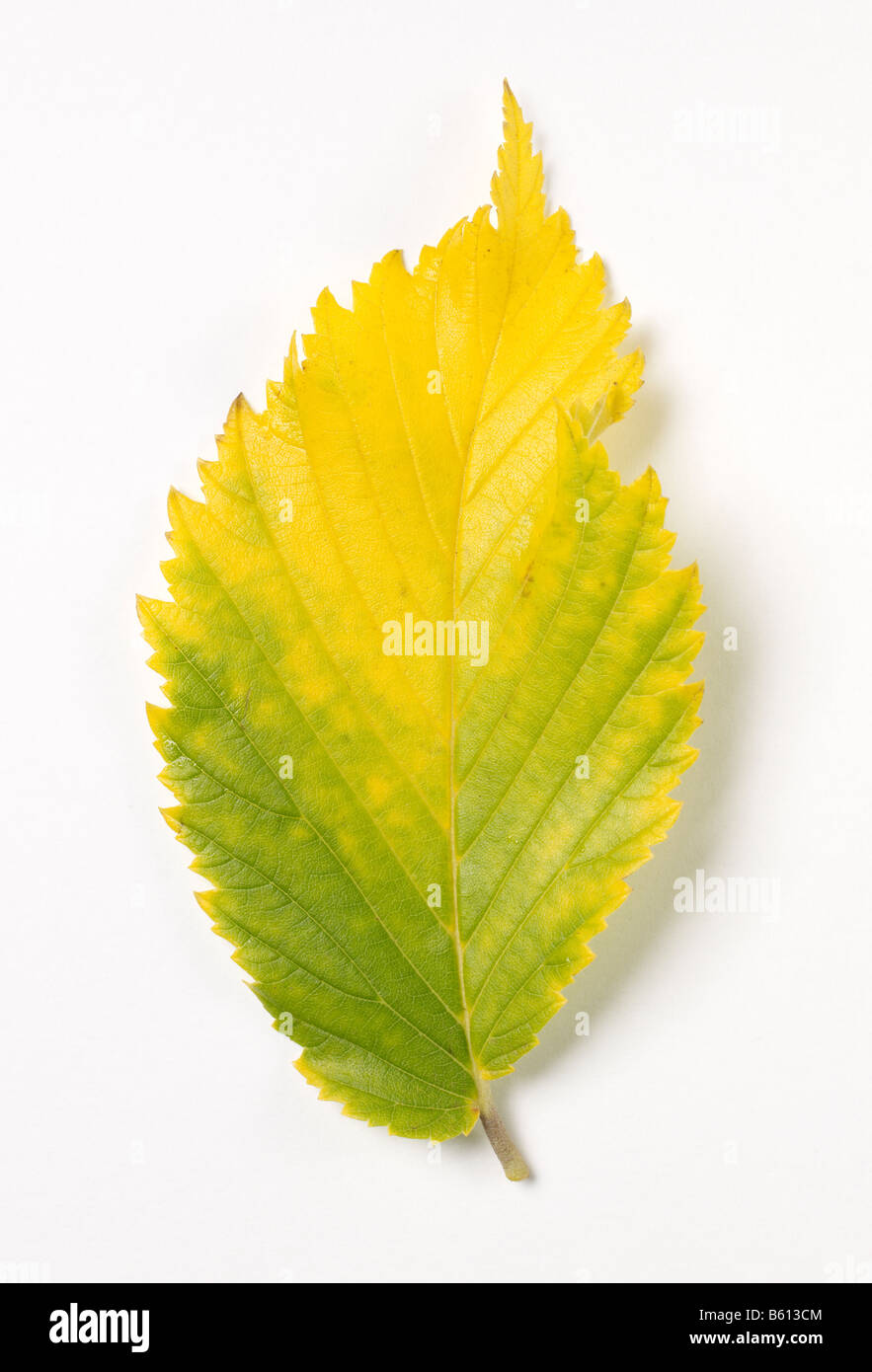 Foglia d'autunno Foto Stock