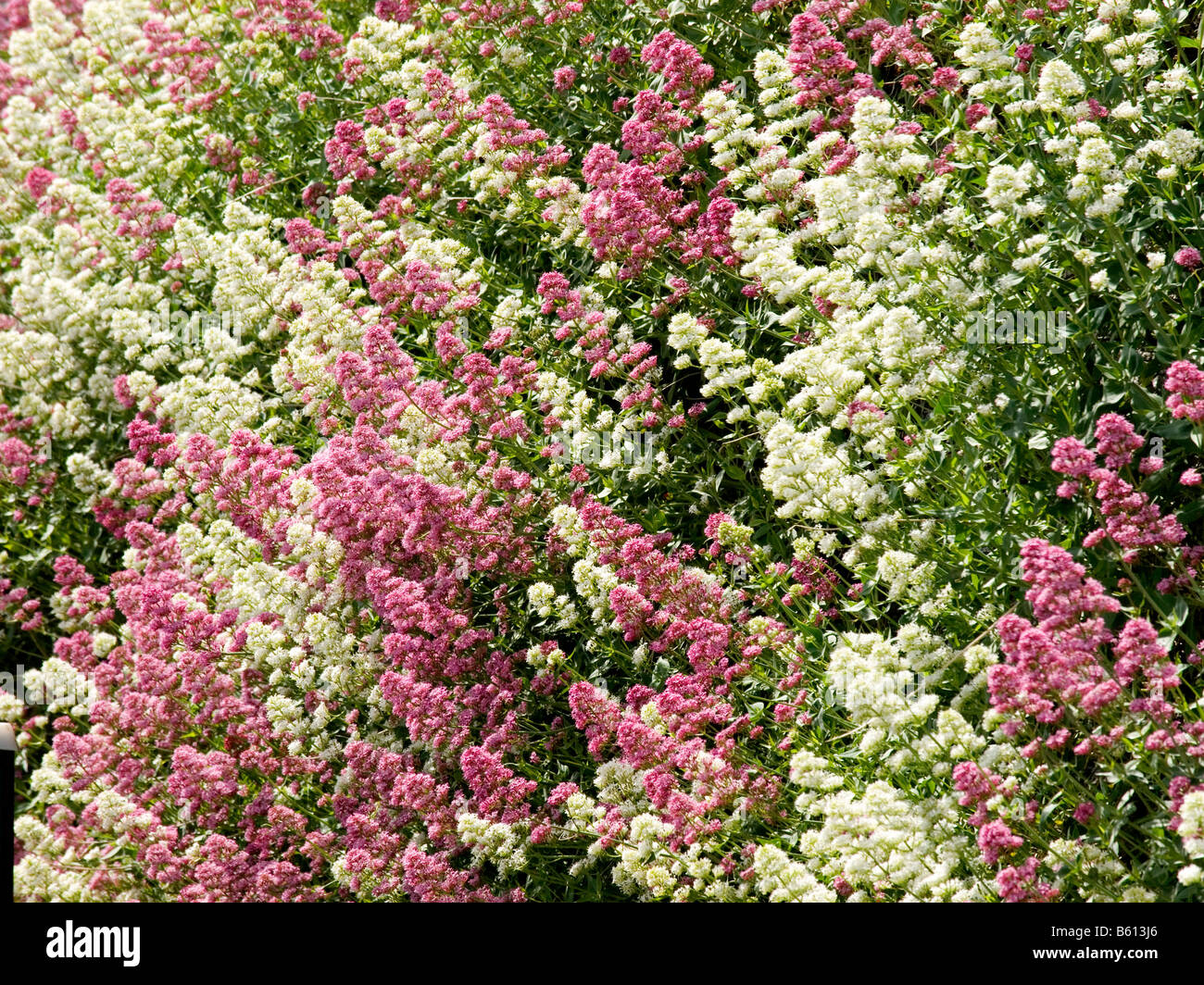 Red Valeriana Knighton Powys Galles Centrale Foto Stock