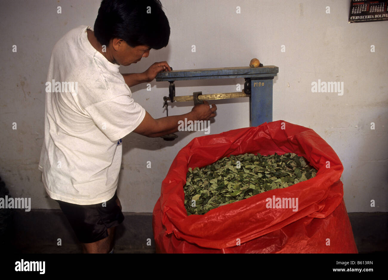 Pesata delle foglie di coca per uso tradizionale in un negozio di Coroico village Los Yungas Bolivia Foto Stock