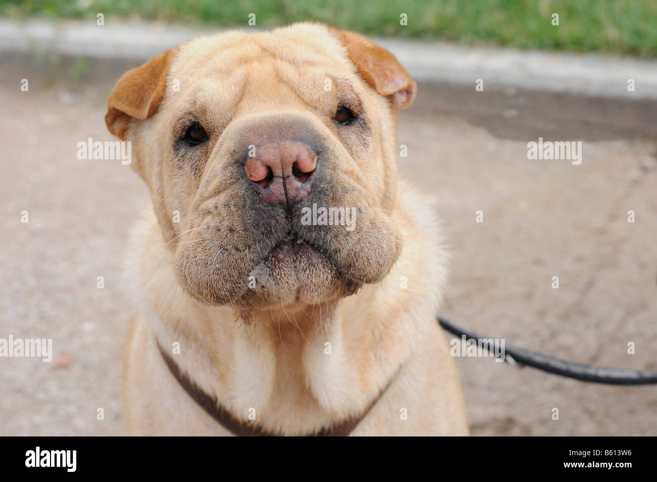 Shar Pei, cinese vecchia razza di cane, mettere da utilizzare per la caccia e come un watchdog, Stoccarda, Baden-Wuerttemberg Foto Stock