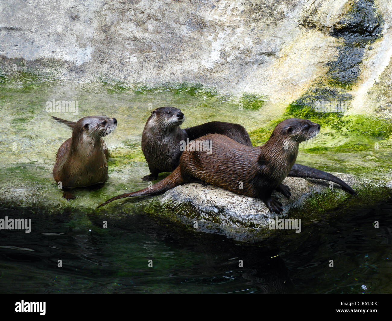 Lontra di fiume (Lutra canadensis) in un zoo europei. Foto Stock