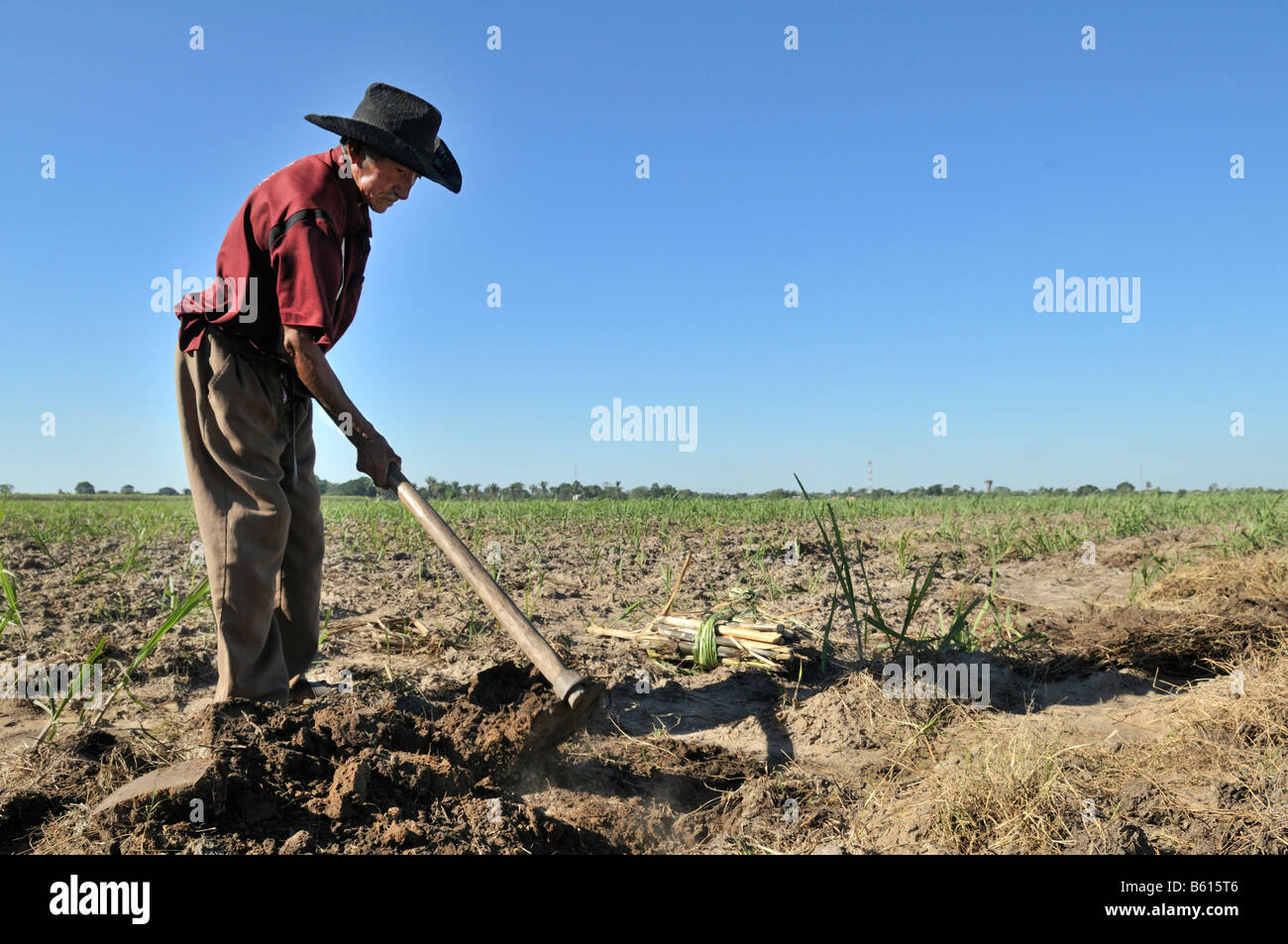 Il vecchio uomo la coltivazione di canna da zucchero per la produzione di bio-diesel, Montero, Santa Cruz, Bolivia, Sud America Foto Stock