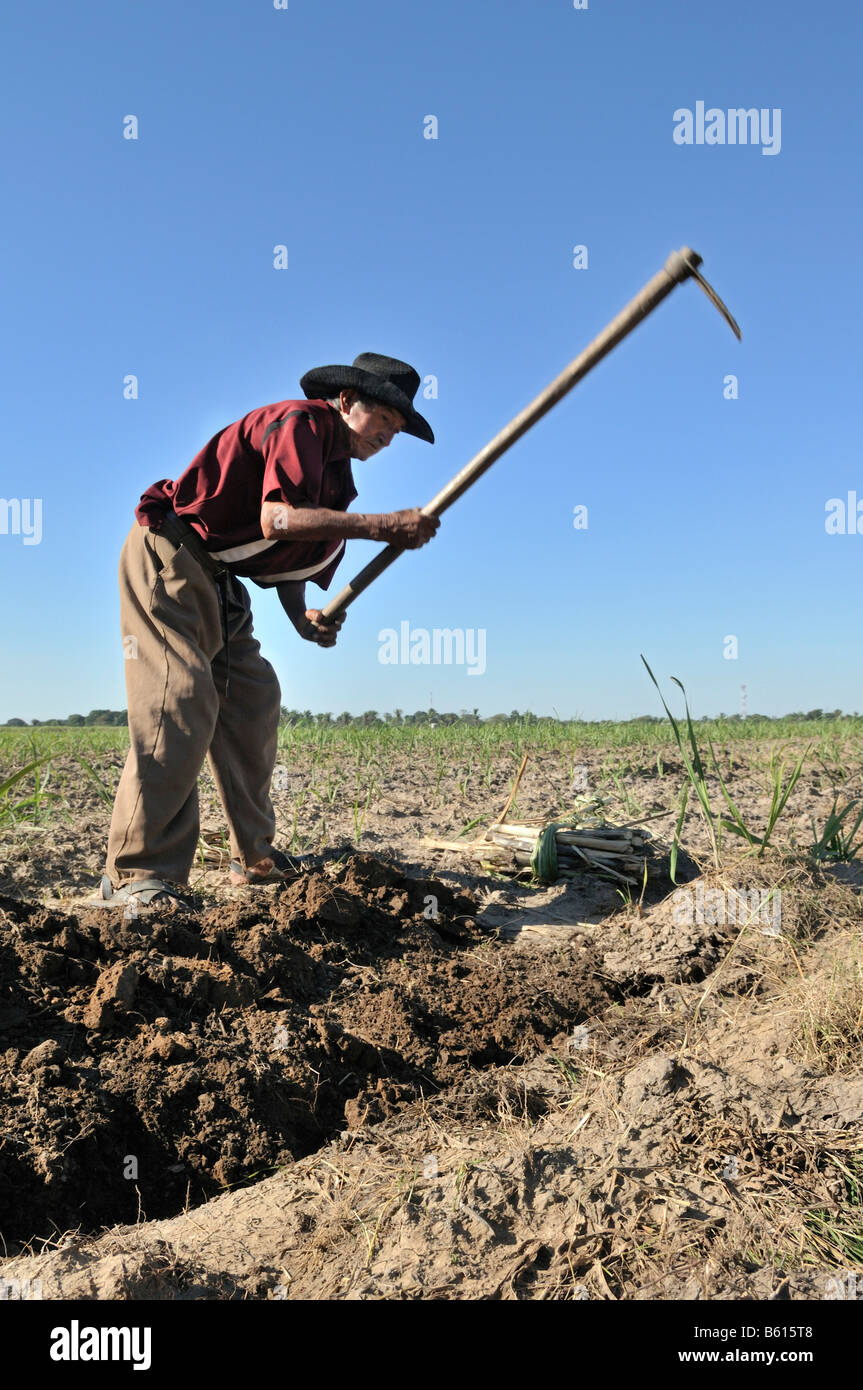 Il vecchio uomo la coltivazione di canna da zucchero per la produzione di bio-diesel, Montero, Santa Cruz, Bolivia, Sud America Foto Stock
