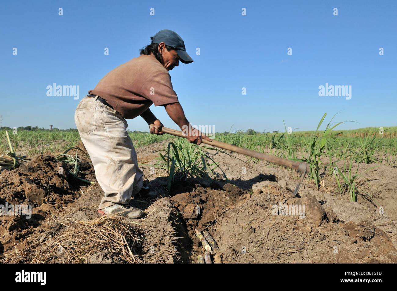 Piccola persona la coltivazione di canna da zucchero per la produzione di bio-diesel, Montero, Santa Cruz, Bolivia, Sud America Foto Stock