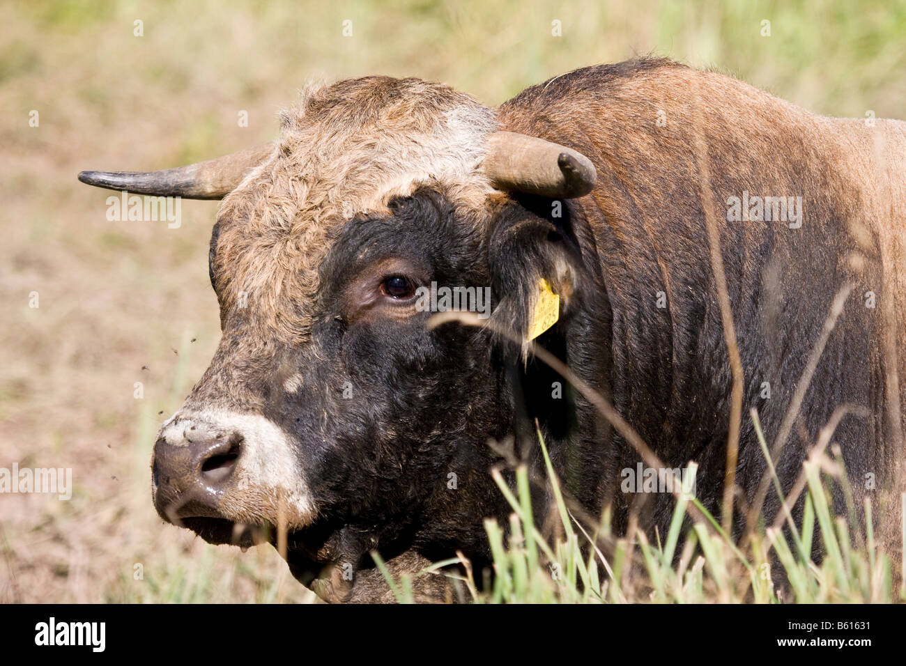 Bovini Angus bull Foto Stock