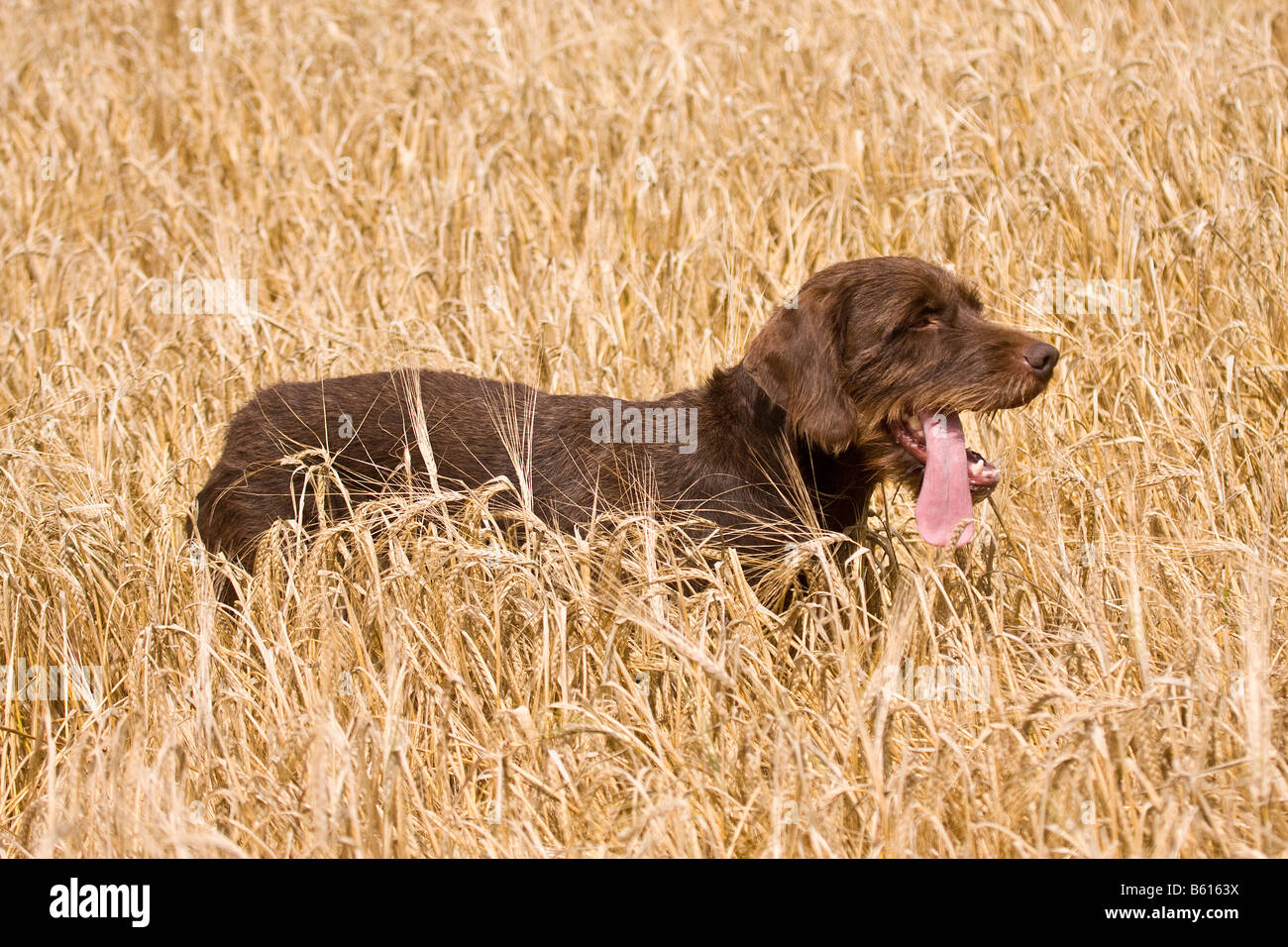 Pudelpointer, cane da caccia, in un campo di grano Foto Stock