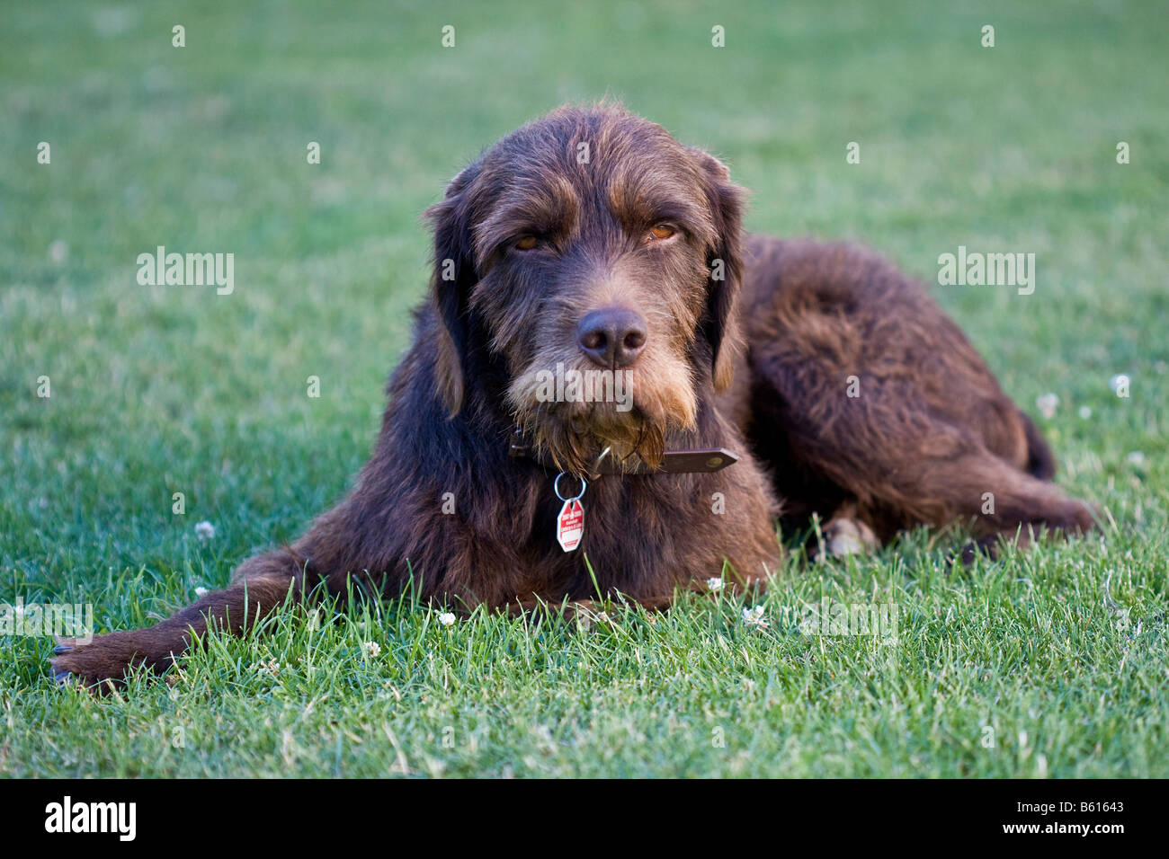 Pudel Pointer Cane Da Caccia Puntatore Giacente In Un Prato Foto