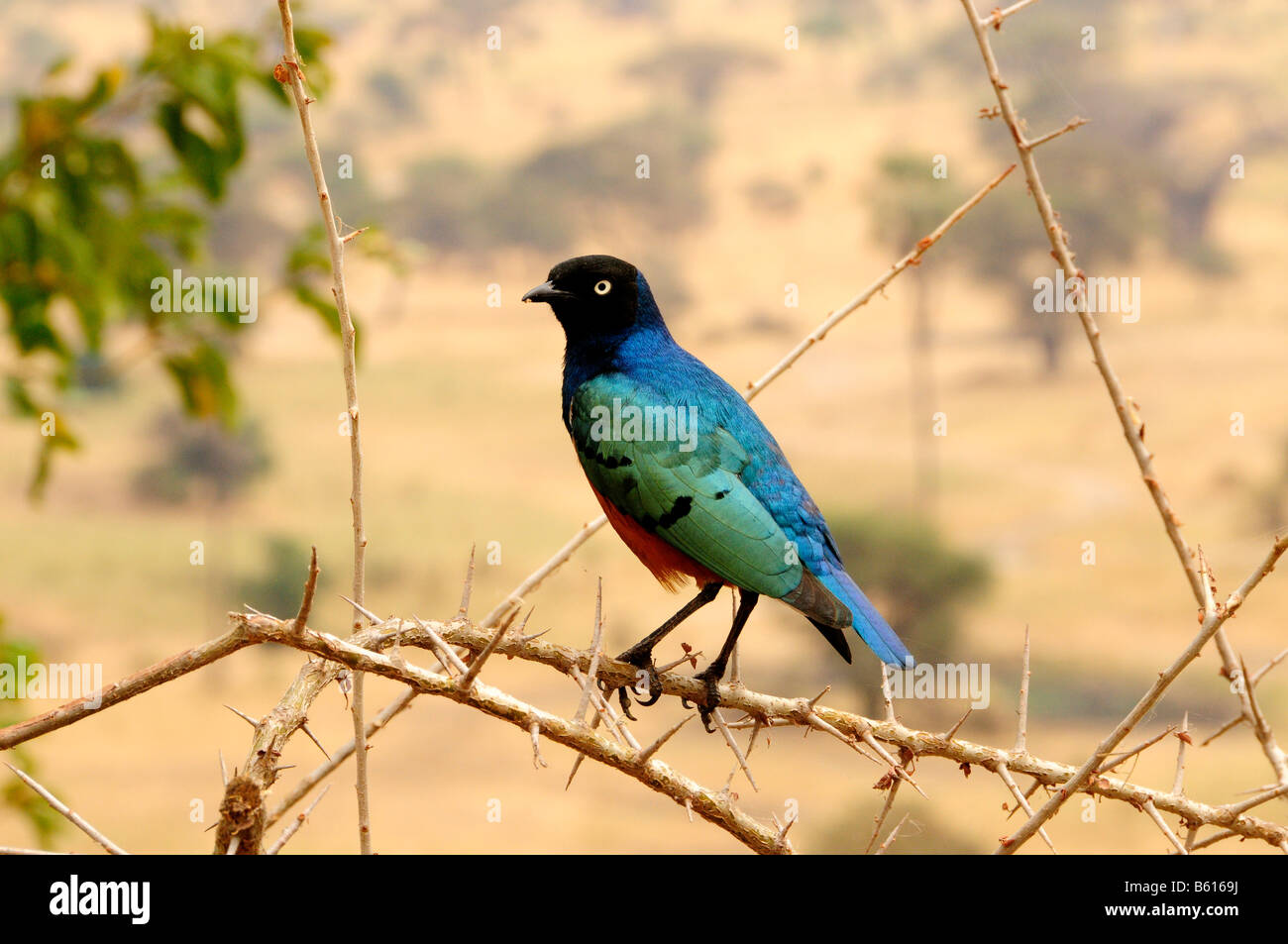 Superba Starling (Lamprotornis superbus), Tarangire-National Park, Tanzania Africa Foto Stock