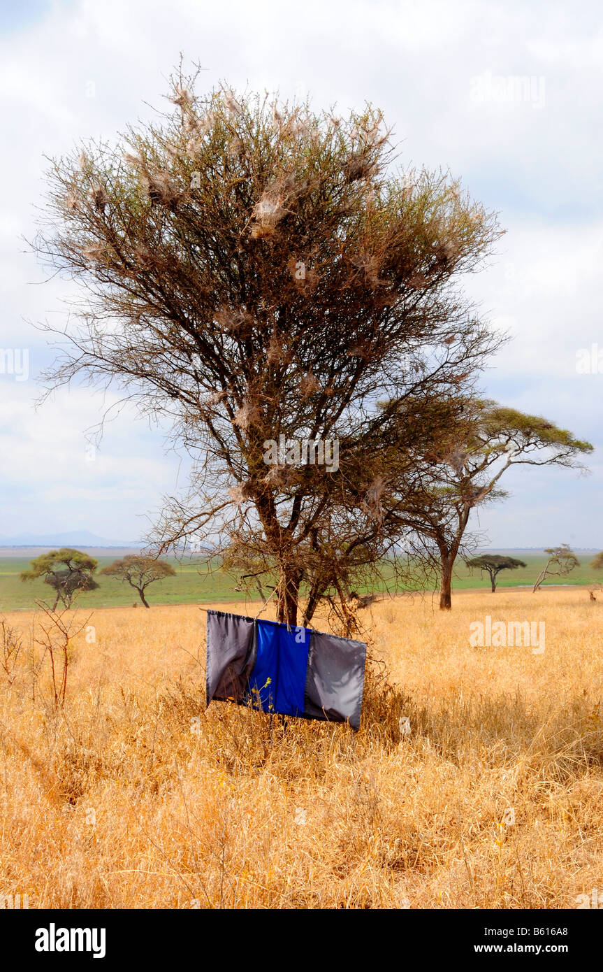 Una mosca tsetse (Glossina morsitans) trappola coperta con sostanza che attira gli insetti su una giovane acacia, Tarangire-National Park, Tanzania Africa Foto Stock