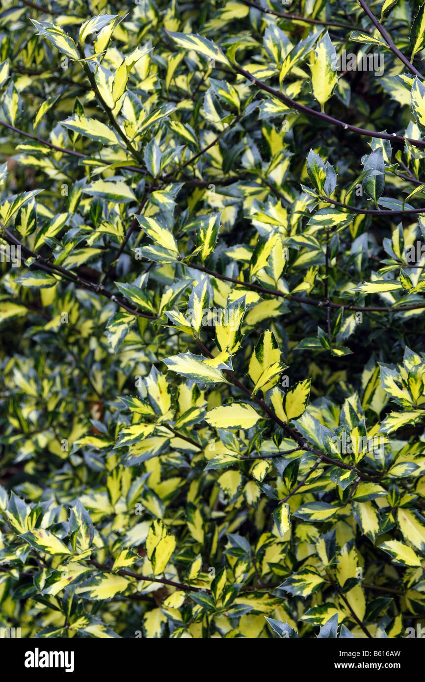 ILEX AQUIFOLIUM MYRTIFOLIA AUREA MACULATA AGM A RHS ROSEMOOR GARDEN DEVON fotografato con permesso di RHS Foto Stock