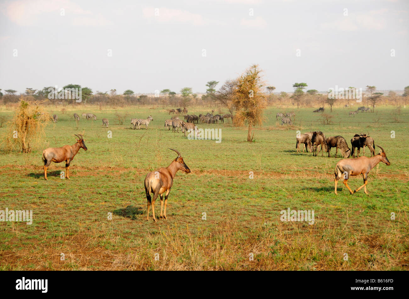 Comune (Tsessebe Damaliscus lunatus), il Parco Nazionale del Serengeti, Tanzania Africa Foto Stock