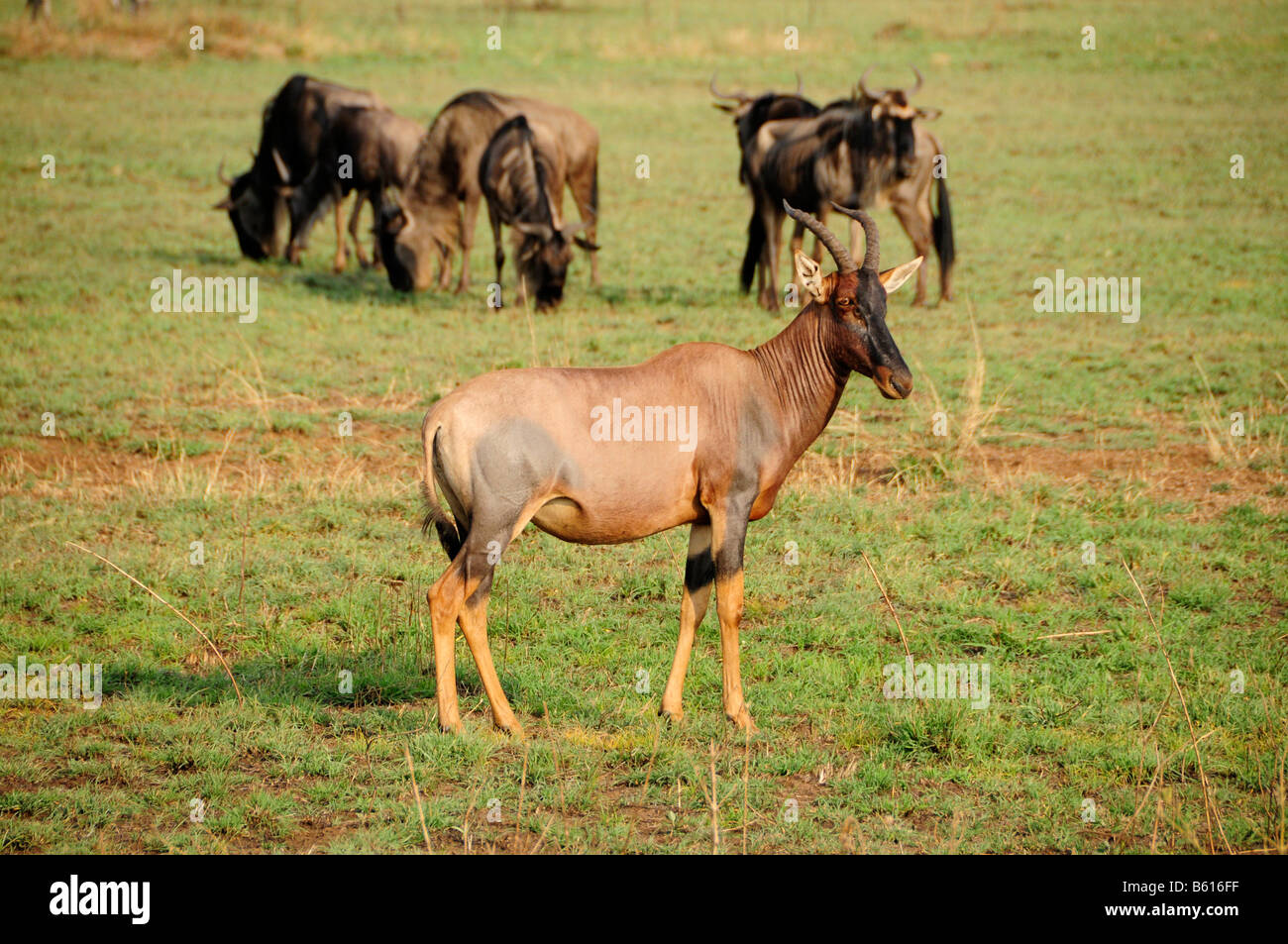 Comune (Tsessebe Damaliscus lunatus), il Parco Nazionale del Serengeti, Tanzania Africa Foto Stock