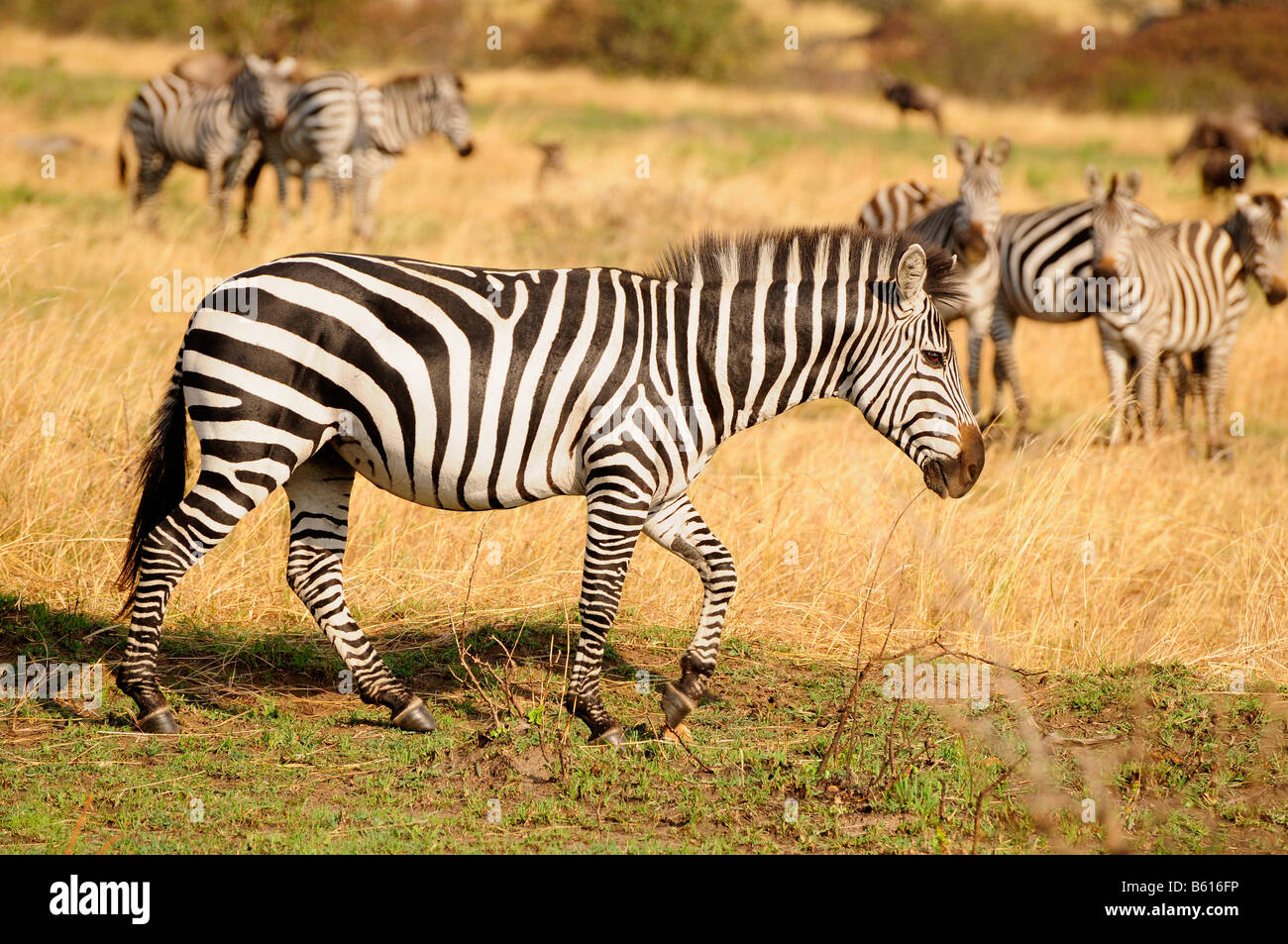 Le pianure Zebra, comune o Zebra Burchell's Zebra (Equus quagga) durante la migrazione, Serengeti National Park, Tanzania Africa Foto Stock