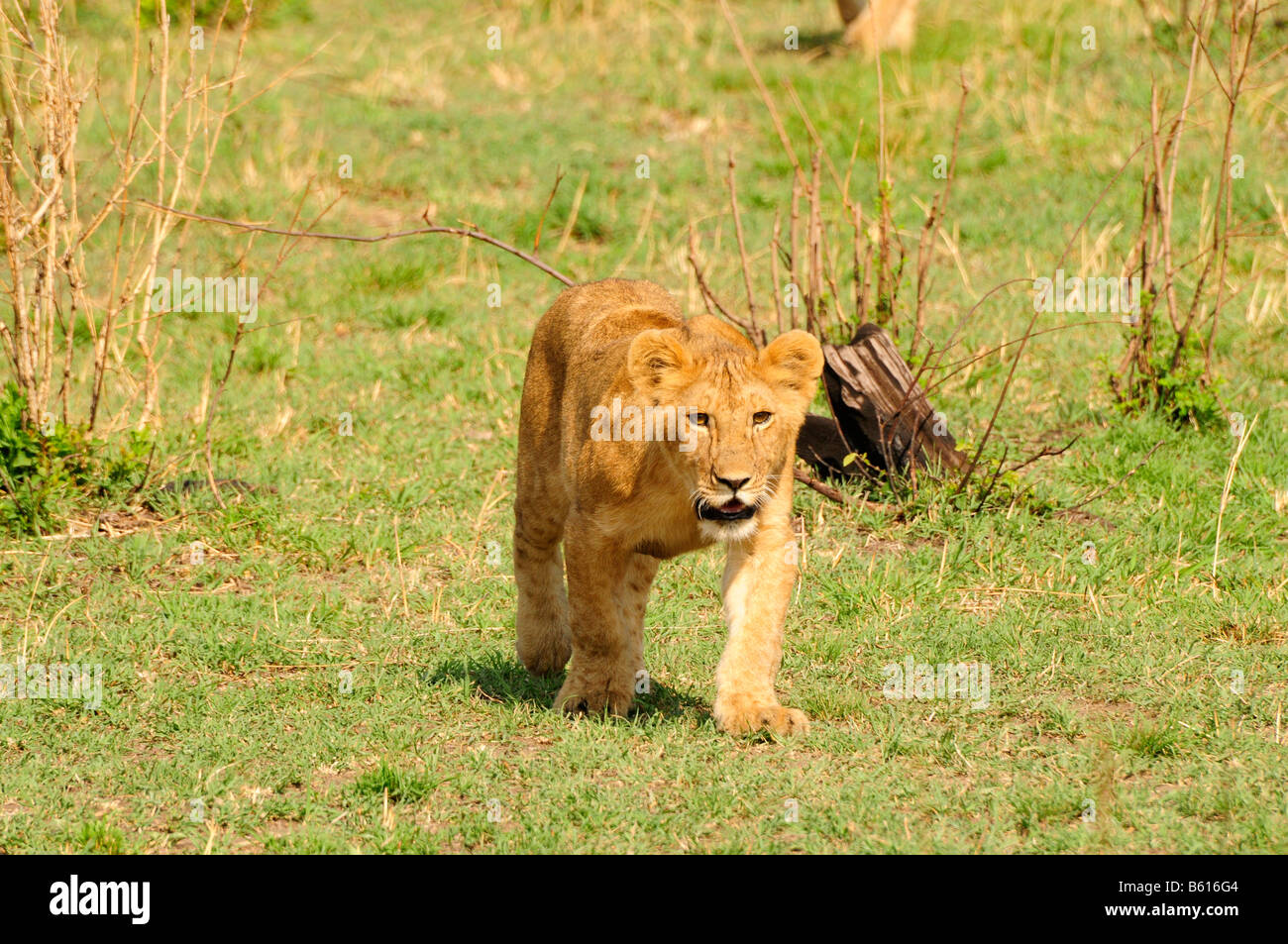 Giovani LION CUB (Panthera leo), il Parco Nazionale del Serengeti, Tanzania Africa Foto Stock