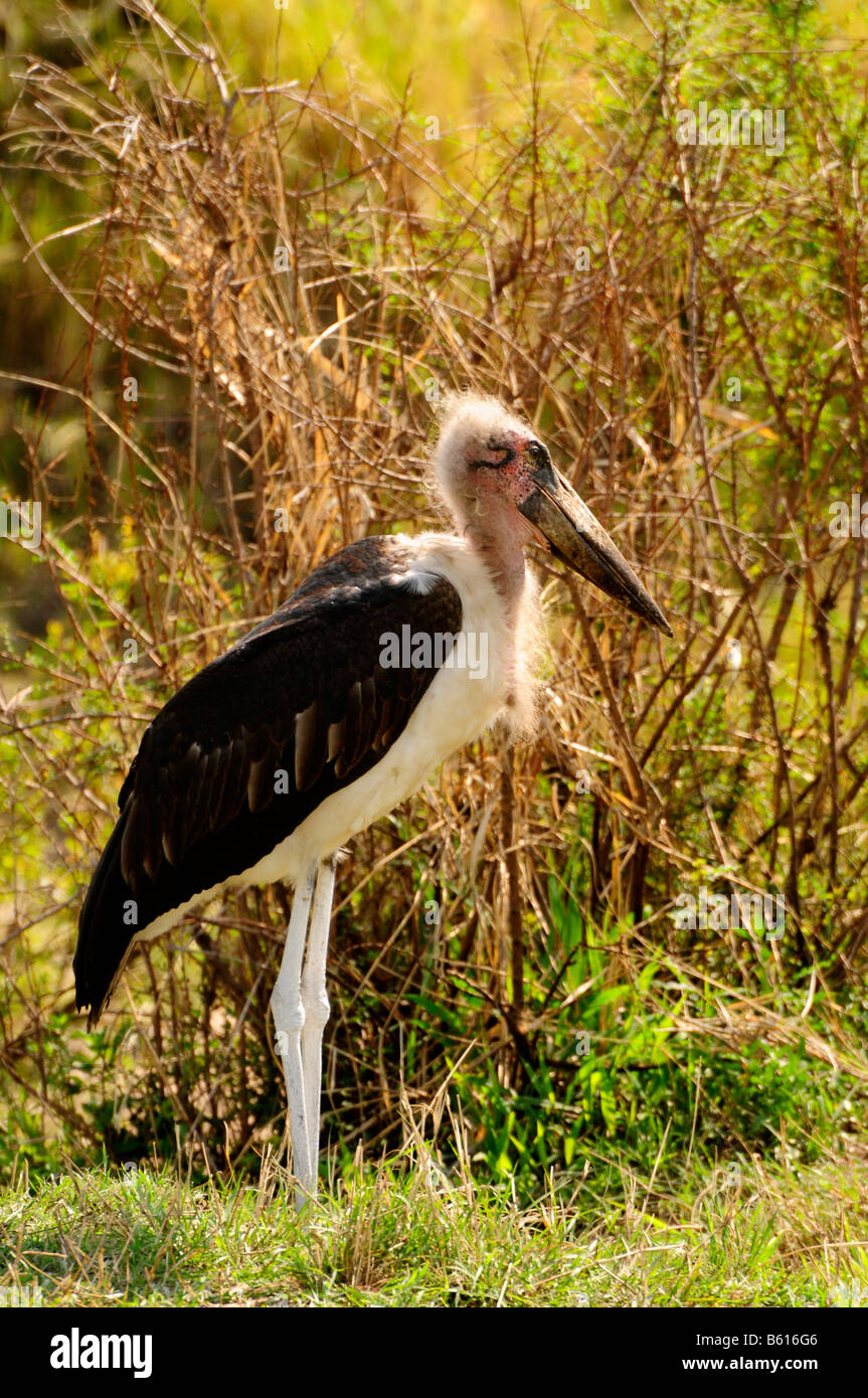 Marabou Stork (Leptoptilos crumeniferus), il Parco Nazionale del Serengeti, Tanzania Africa Foto Stock